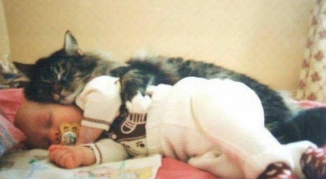 Cute And Caring Cats (40 pics)