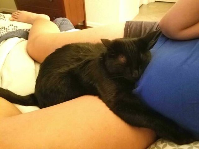 Cute And Caring Cats (40 pics)