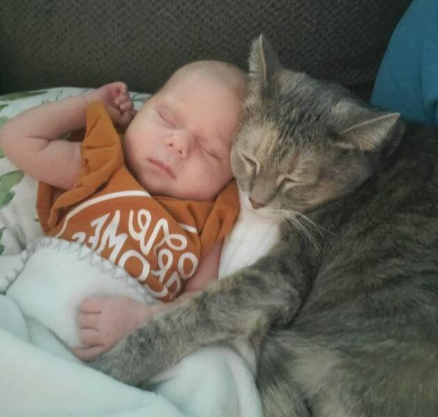 Cute And Caring Cats (40 pics)