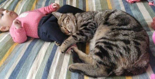 Cute And Caring Cats (40 pics)