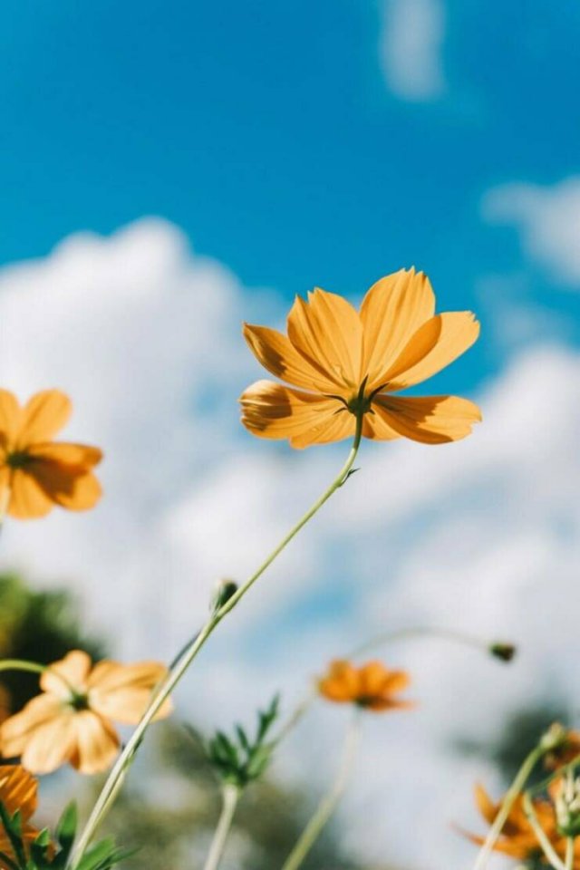 Cool Wallpapers For Your Smartphone (38 pics)