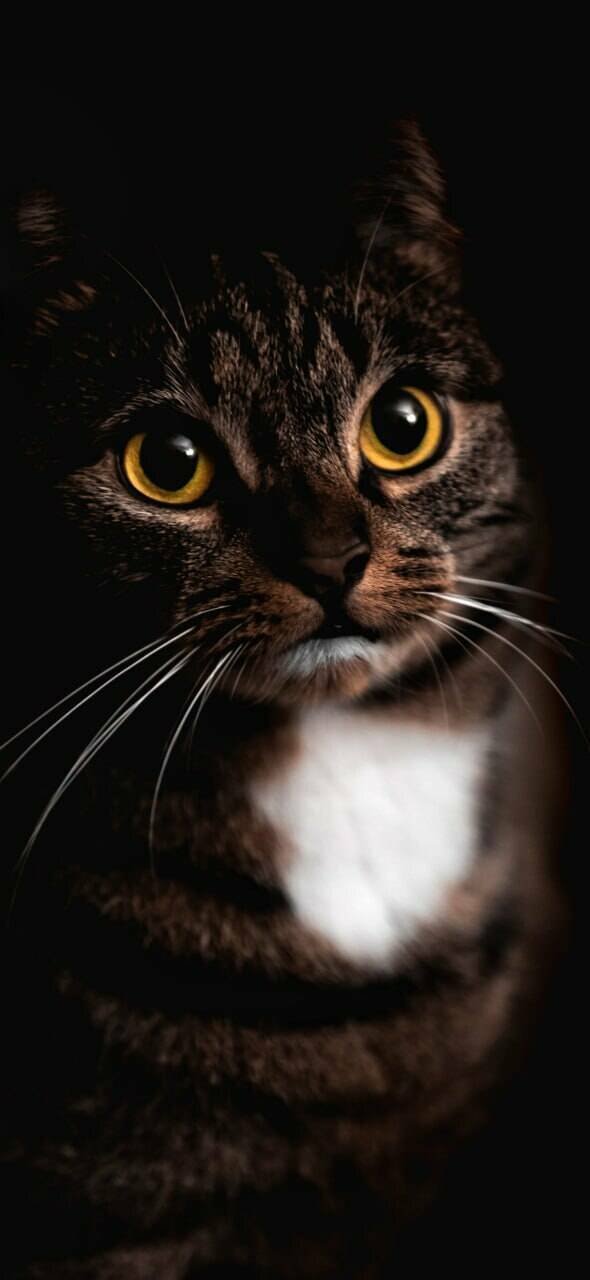 Cool Wallpapers For Your Smartphone (38 pics)