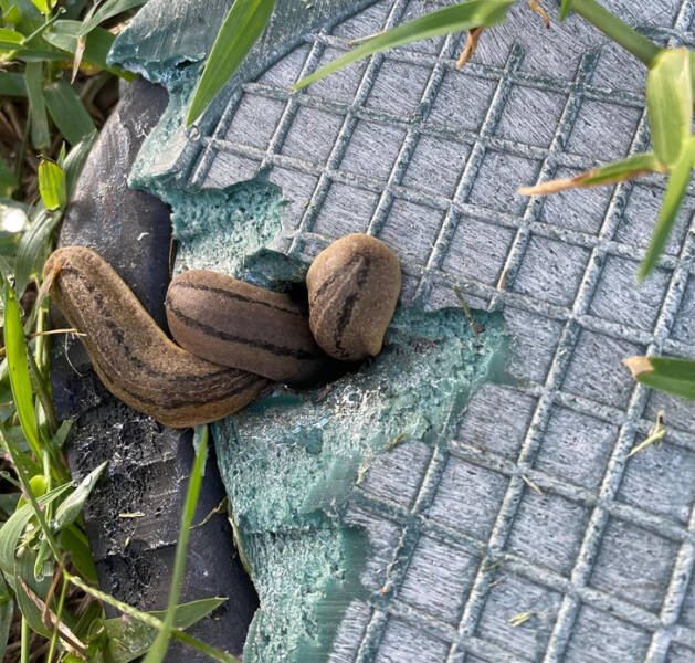 Incredible Discoveries And Finds (35 pics) Incredible Discoveries And Finds (35 pics)