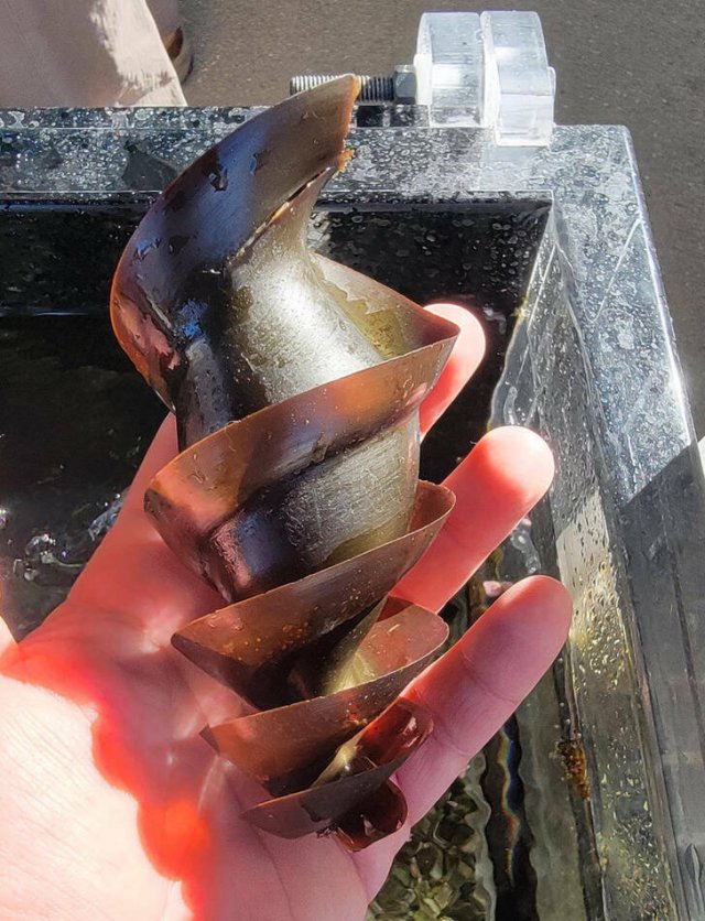 Incredible Discoveries And Finds (35 pics) Incredible Discoveries And Finds (35 pics)