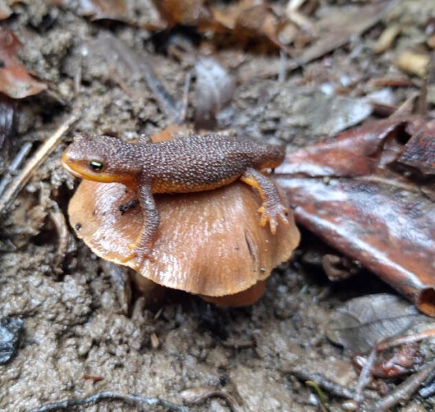 Incredible Discoveries And Finds (35 pics) Incredible Discoveries And Finds (35 pics)