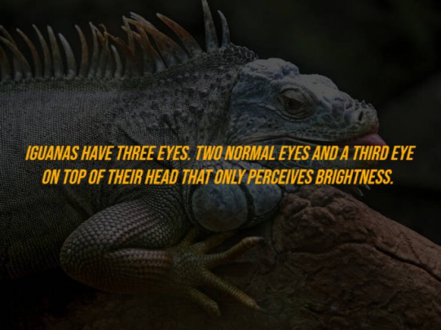 Random Facts (27 pics)