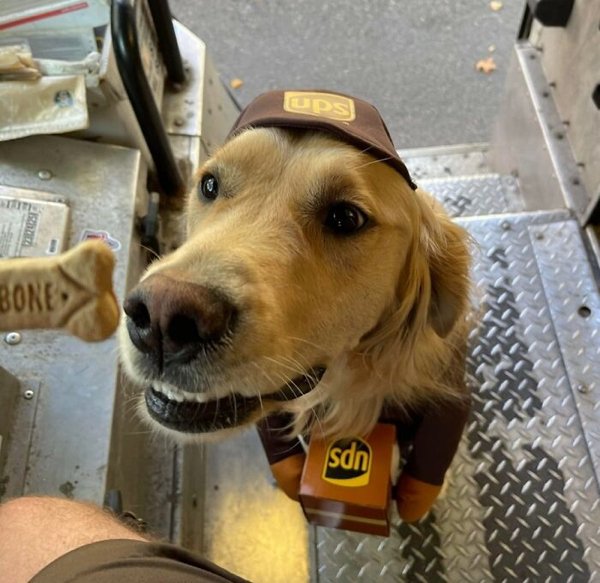 Cute Dogs With Postmen (30 pics)