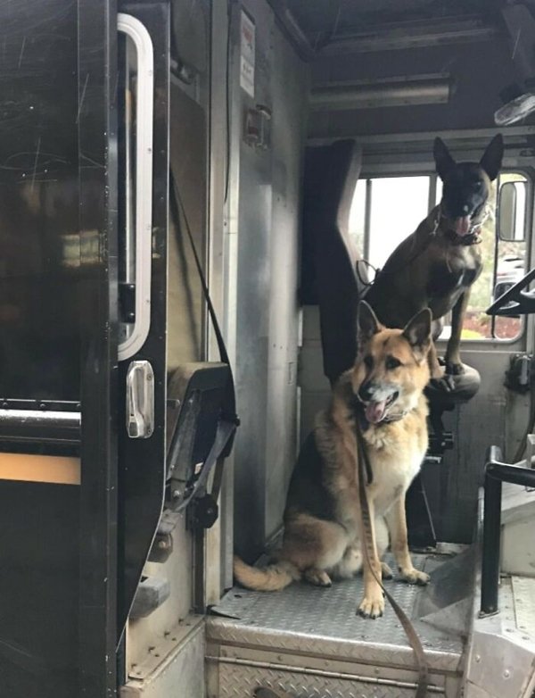 Cute Dogs With Postmen (30 pics)