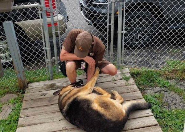 Cute Dogs With Postmen (30 pics)