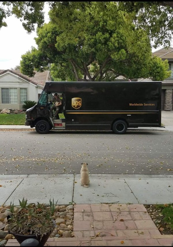 Cute Dogs With Postmen (30 pics)