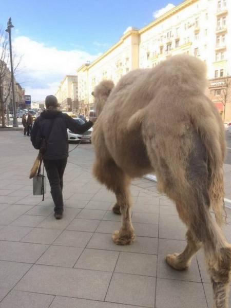 Strange Photos From Russia (39 pics)