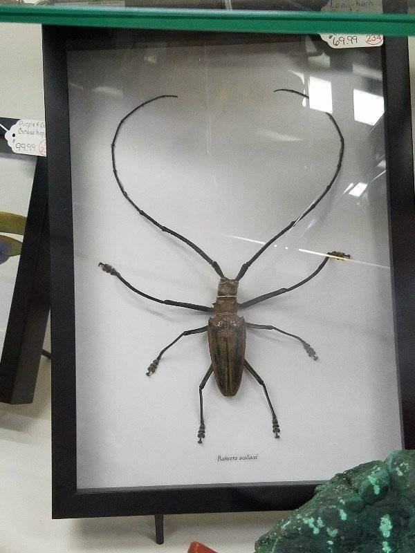 Weird Finds In Thrift Shops (53 pics)