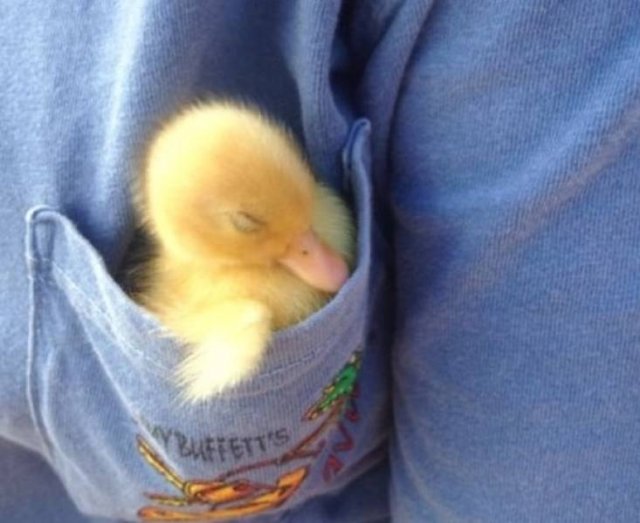 Funny Animals (55 pics)