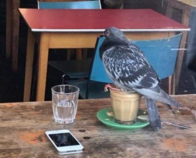 Funny Animals (55 pics)