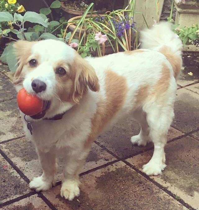 Animals Bring "Treasures" (19 pics) Animals Bring "Treasures" (19 pics)