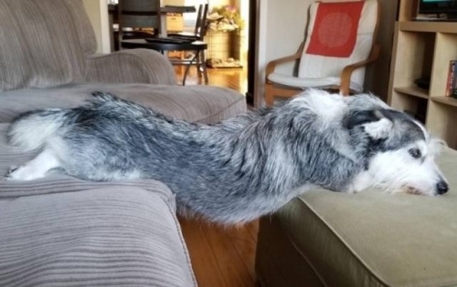 Funny Animals (55 pics)