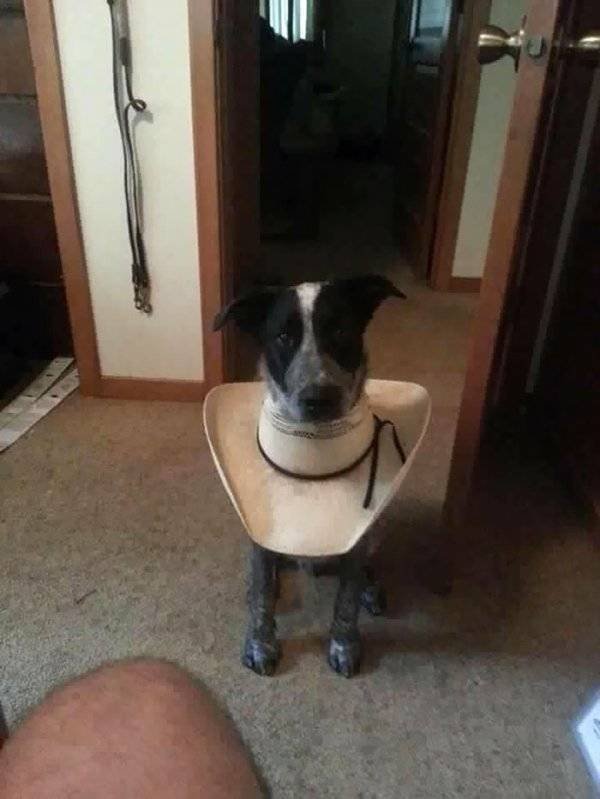 Funny Animals (55 pics)