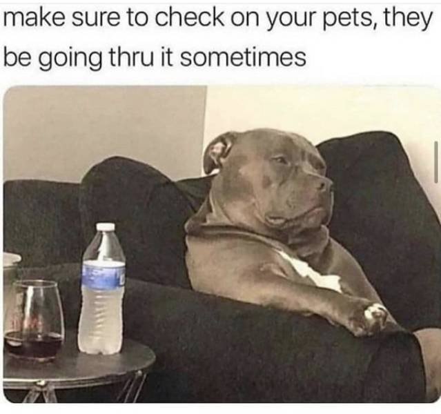 Funny Animals (55 pics)
