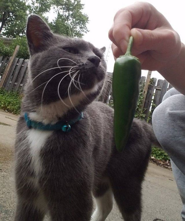 Animals Bring "Treasures" (19 pics) Animals Bring "Treasures" (19 pics)