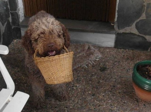 Animals Bring "Treasures" (19 pics) Animals Bring "Treasures" (19 pics)