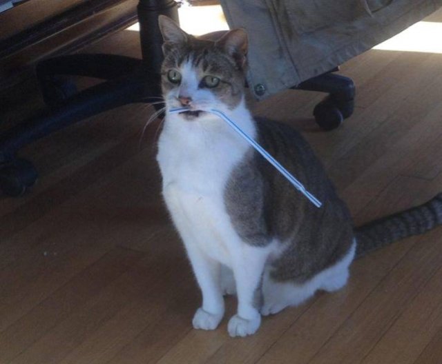Animals Bring "Treasures" (19 pics) Animals Bring "Treasures" (19 pics)