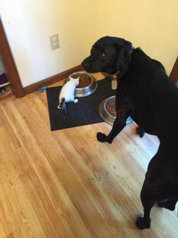 Funny Animals (55 pics)