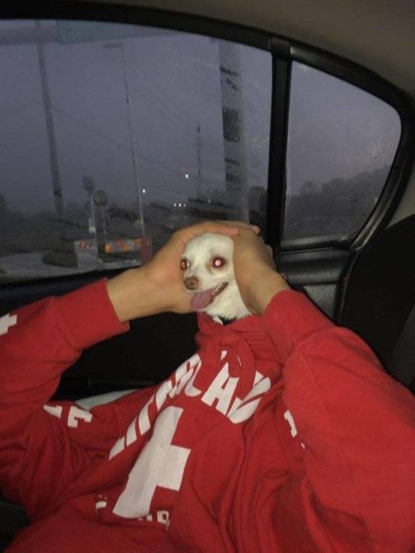 Funny Animals (55 pics)
