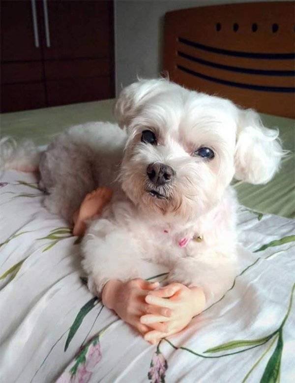 Funny Animals (55 pics)