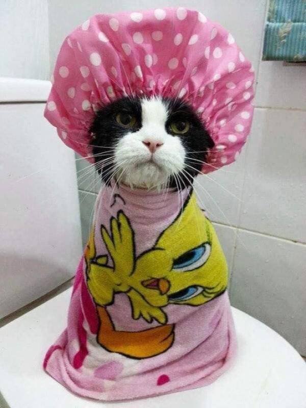 Funny Animals (55 pics)