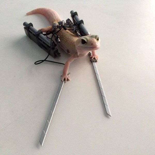 Funny Animals (55 pics)