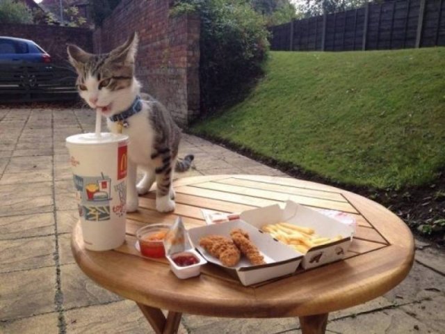Funny Animals (55 pics)