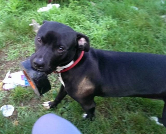 Animals Bring "Treasures" (19 pics) Animals Bring "Treasures" (19 pics)
