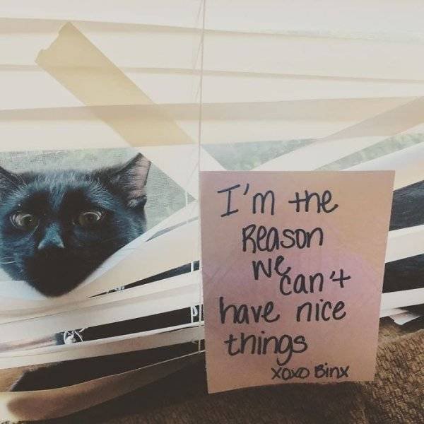 Funny Animals (55 pics)