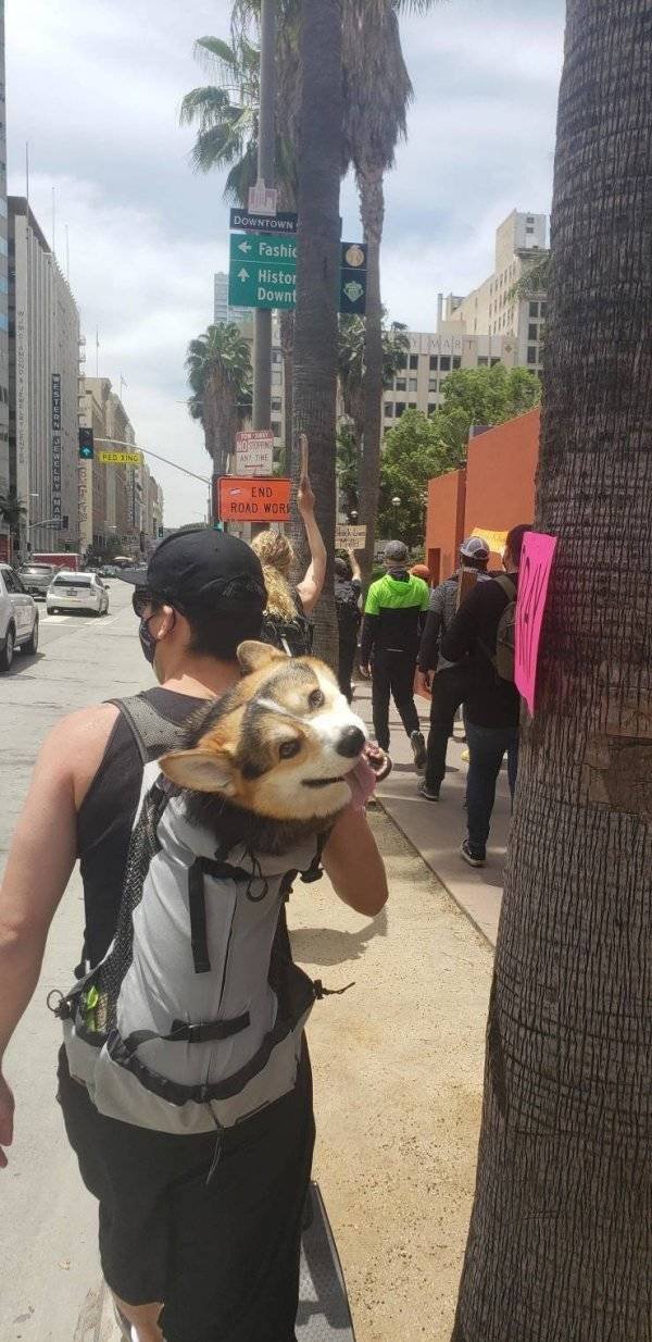 Funny Animals (55 pics)
