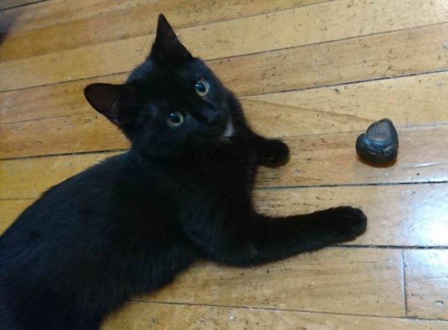 Animals Bring "Treasures" (19 pics) Animals Bring "Treasures" (19 pics)