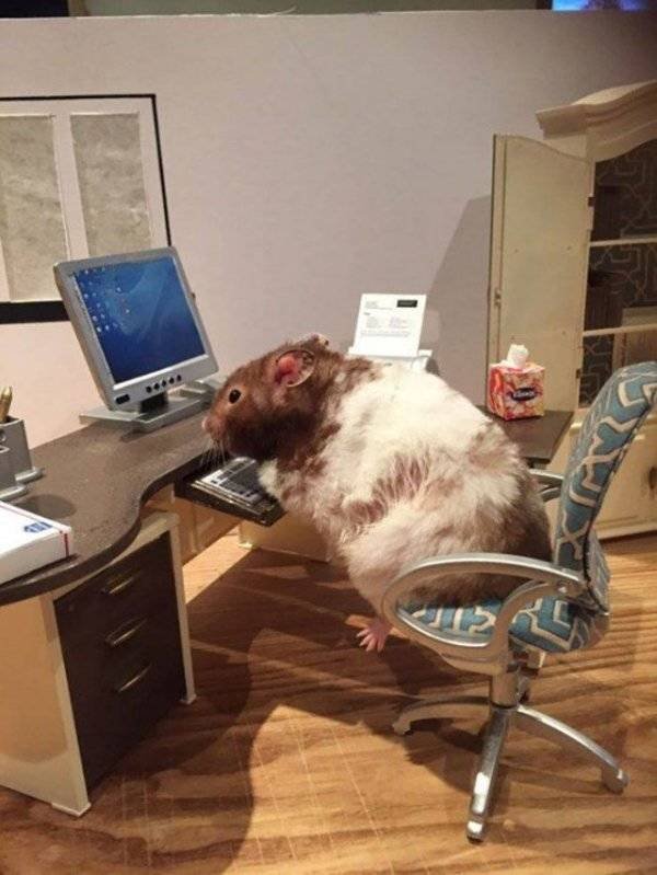 Funny Animals (55 pics)