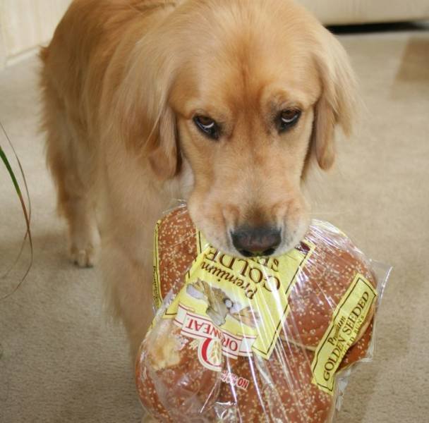 Animals Bring "Treasures" (19 pics) Animals Bring "Treasures" (19 pics)