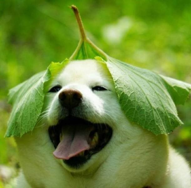 Funny Animals (55 pics)