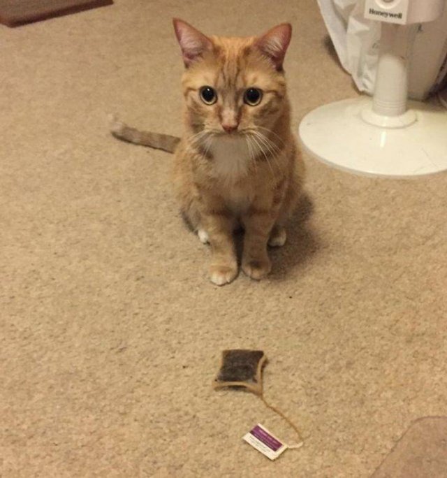 Animals Bring "Treasures" (19 pics) Animals Bring "Treasures" (19 pics)