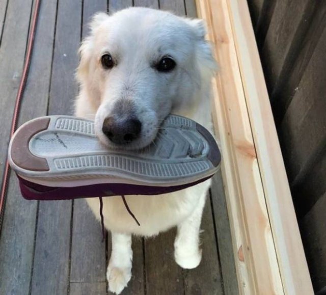 Animals Bring "Treasures" (19 pics) Animals Bring "Treasures" (19 pics)