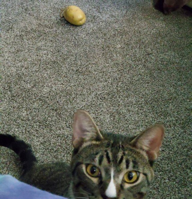 Animals Bring "Treasures" (19 pics) Animals Bring "Treasures" (19 pics)