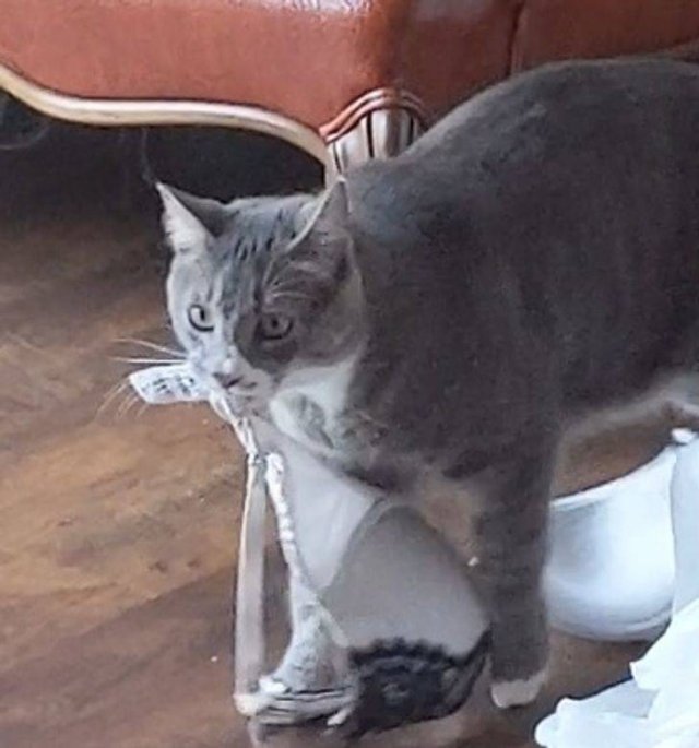 Animals Bring "Treasures" (19 pics) Animals Bring "Treasures" (19 pics)