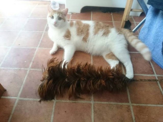 Animals Bring "Treasures" (19 pics) Animals Bring "Treasures" (19 pics)