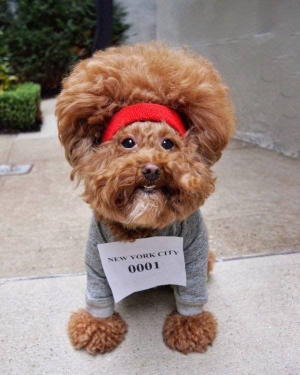 Funny Animals (55 pics)