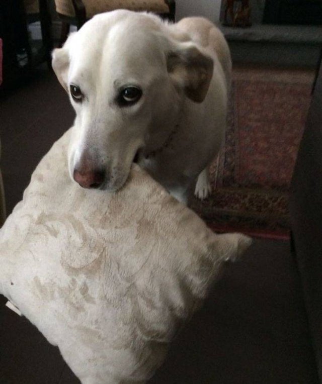 Animals Bring "Treasures" (19 pics) Animals Bring "Treasures" (19 pics)