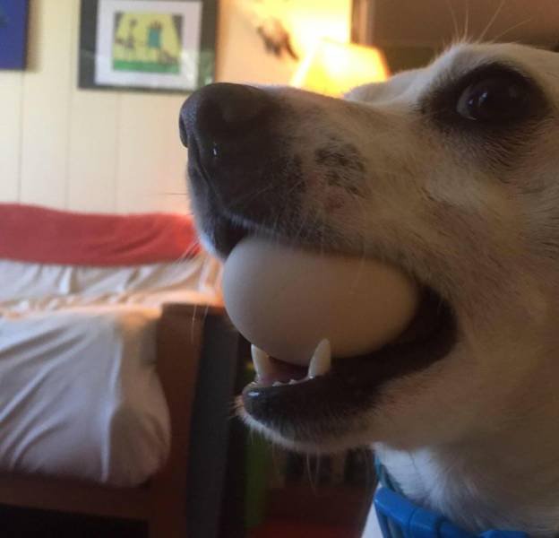 Animals Bring "Treasures" (19 pics) Animals Bring "Treasures" (19 pics)
