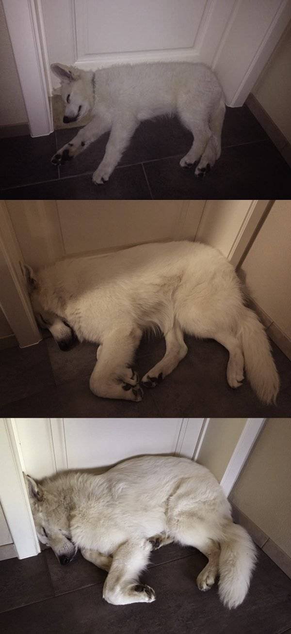 Funny Animals (55 pics)