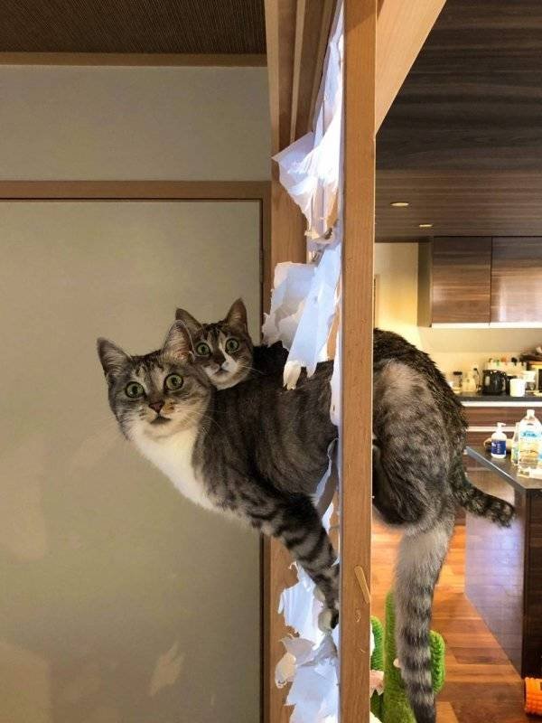 Funny Animals (55 pics)