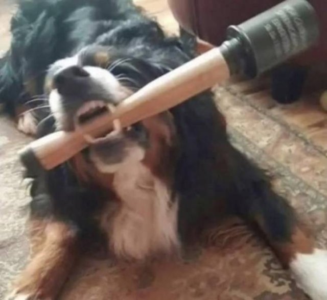 Funny Animals (55 pics)