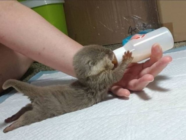 Funny Animals (55 pics)